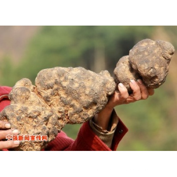 Extrait 100% naturel de Polyporus Umbrellatus